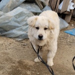 충북 옥천 군서면 금산2길에서 아이보리색 강아지 발견 보호