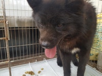 전북 정읍 칠보파출소 물테마파크 인근에서 검정색 강아지 발견 보호