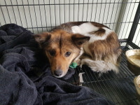 경기 남양주 창현로 57에서 삼색 강아지 발견 보호