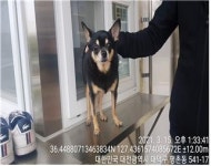 대전 대덕 신탄진고등학교 주변에서 치와와 발견 보호