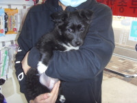 전북 전주 평화도서관 앞에서 흰검색 새끼 강아지 발견 보호