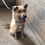 경북 구미 산호대로 354-44에서 진돗개 발견 보호..목줄 나무에 걸쳐놓음