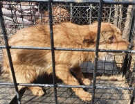 경남 창녕 도천면 어릿골에서 노랑색 강아지 발견 보호