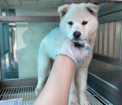 광주 광산구 송정동에서 흰색 강아지 발견 보호