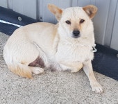 부산 강서 맥도길 243번길에서 아이보리색 강아지 발견 보호