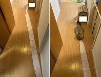 화장실 밖까지 풀린 휴지 끝에 고양이가!..`안 찢어졌으면 무죄`