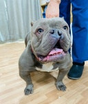 경기 파주 광탄면 혜음로에서 불독 발견 보호