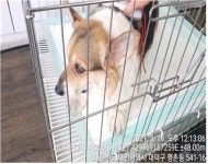 대전 대덕 신탄진동 동물병원 주변에서 웰시 코기 펨브로크 발견 보호
