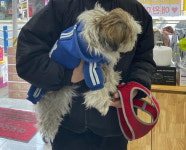 인천 미추홀구 재넘이길 43에서 시츄 발견 보호