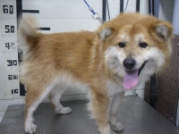 경기 가평 아침고요수목원 부근에서 흰갈색 강아지 발견 보호