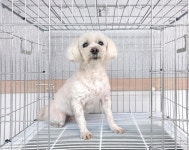 경기 이천 대월면 대산로에서 말티즈 2마리 발견 보호