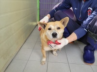 경북 포항시 정몽주로 963번길에서 황아이보리색 강아지 발견 보호