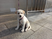 전남 여수 쌍봉파출소 인근에서 흰색 강아지 발견 보호..보라색 목띠