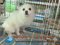 서울 도봉구 도봉중학교 주변에서 포메라니안 발견 보호