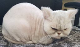 부산 서구 남부민풀리페아파트에서 페르시안 친칠라 고양이 발견 보호