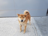 경북 칠곡 동명사거리에서 시바 발견 보호