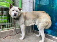 광주 북구 동림동에서 살구색 강아지 발견 보호