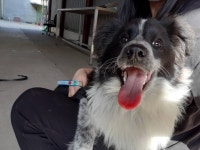 경기 시흥 방산동536-1에서 보더 콜리 발견 보호