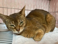 광주 남구 주월동에서 갈흰색 믹스묘 발견 보호