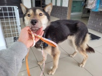 인천 서구 서부소방서에서 검갈색 강아지 발견 보호