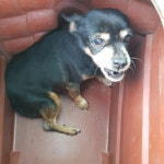 강원 속초 노학동에서 미니어쳐 핀셔 발견 보호