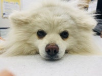 경기 파주 조리읍 대원리에서 스피츠 발견 보호