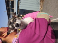 경북 성주 성주읍 하나로2차아파트에서 흰검색 강아지 발견 보호