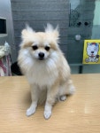 경기 부천 중동 센트럴파크 푸르지오에서 포메라니안 발견 보호