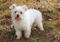 경남 밀양 삼문동에서 말티즈 발견 보호