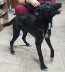 서울 용산구 청파로 373 국립극단에서 검흰색 강아지 발견 보호