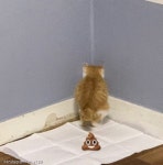 강아지 볼일 보는 모습 진지하게 구경하는 고양이..왜 모래에 안 싸냥?