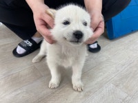 인천 서구 환경로 42에서 크림색 강아지 발견 보호