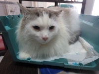 대구 달성 화원중학교에서 렉돌 고양이 발견 보호