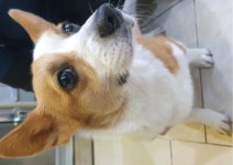 대구 수성 수성구 보건소 앞에서 웰시 코기 발견 보호