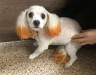 부산 연제 연제로2에서 말티즈 발견 보호