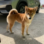 광주 광산구 신창동에서 시바 발견 보호