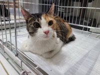 경기 의왕 청계동에서 삼색 고양이 발견 보호