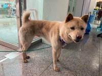 광주 광산구 송정동에서 갈색 강아지 발견 보호