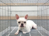 경기 여주 산북면 상품리 농장에서 보스턴 테리어 발견 보호