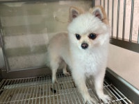 광주 북구 두암지구대에서 포메라니안 발견 보호