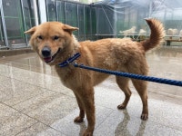 광주 광산구 도산동에서 갈흰색 강아지 발견 보호