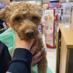 경기 부천 범박지구대에서 푸들 발견 보호