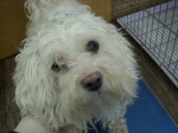 경기 오산 성호대로141에서 말티즈 발견 보호