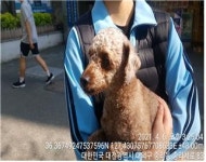 대전 대덕 법동중학교 주변에서 푸들 발견 보호