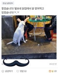 주인은 울며불며 찾아다니는데 닭집에서 닭 얻어먹고 있던 댕댕이