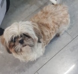 경기 성남 도촌파출소에서 시츄 발견 보호