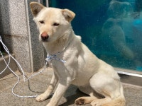 광주 북구 용봉동에서 흰색 강아지 발견 보호