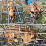 경기 평택 삼남로 508에서 갈색 들개 강아지 발견 보호