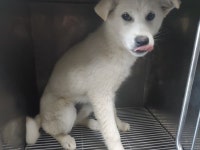 충남 태안 태안읍 진벌로 신동아아파트에서 흰색 강아지 발견 보호