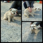 충남 당진시 무수들길 370에서 흰갈색 강아지 발견 보호..가위미용 흔적